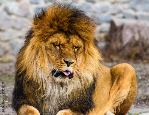 Fototapeta Naklejka Na Ścianę i Meble -  Beautiful Mighty Lion
