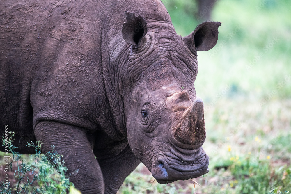 Portrait of white rhinoceros standing in Thanda Safari Private Game Reserve