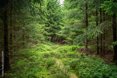 Mystic forrest path spooky creepy trail cloudy summer