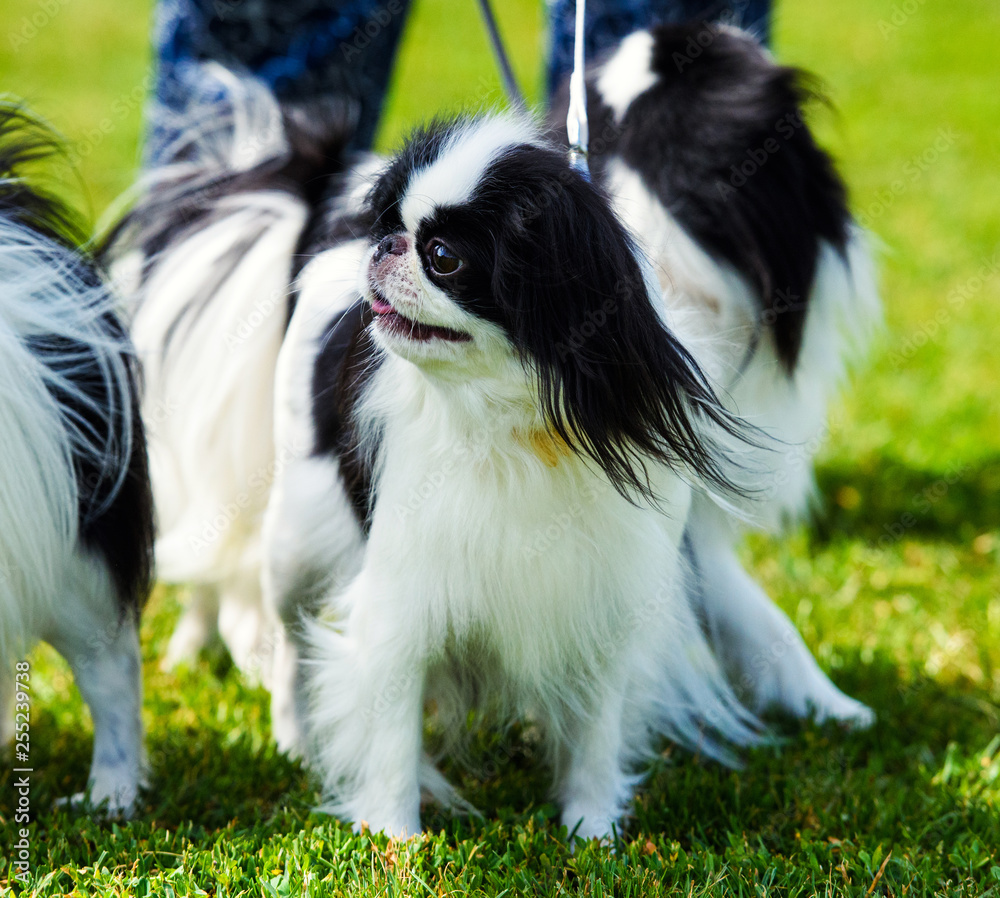 Happy Dog on green grass