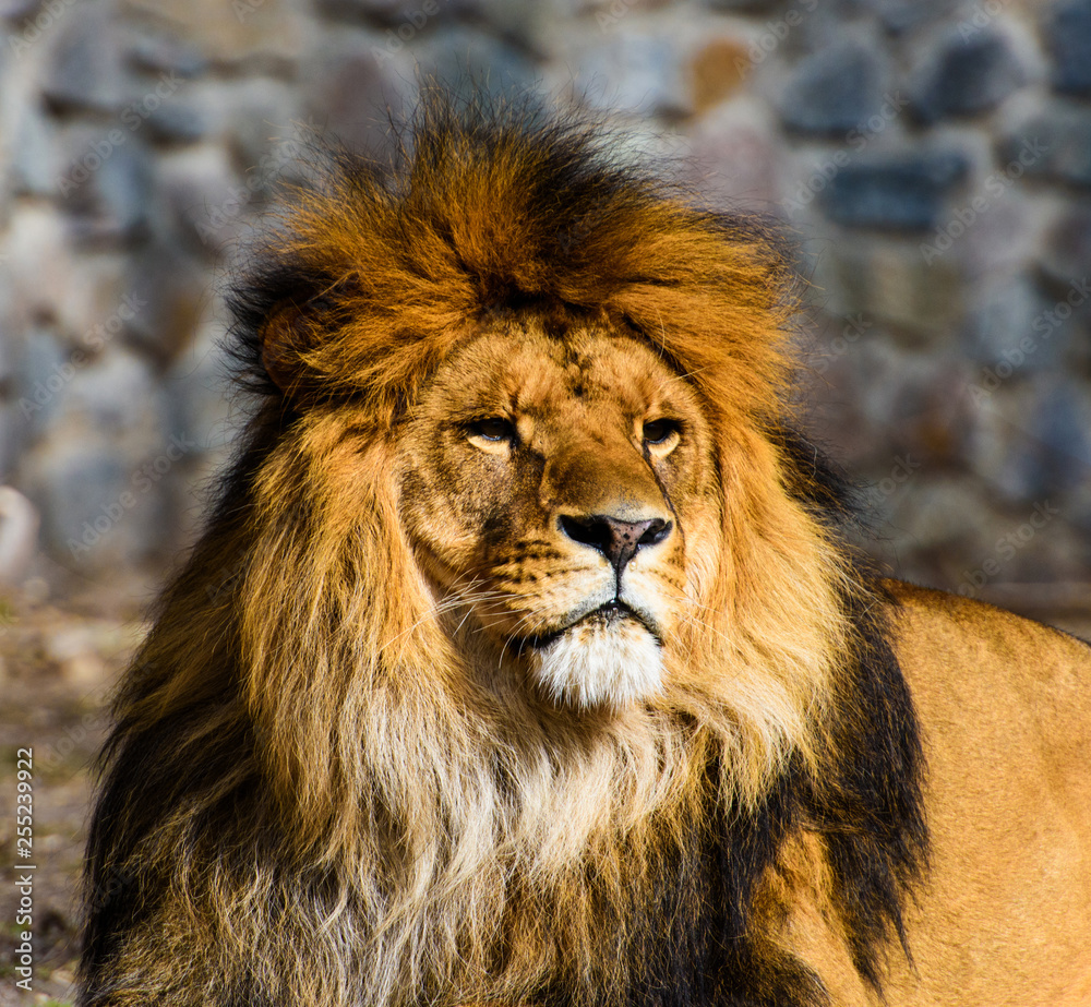 Fototapeta premium Beautiful Mighty Lion