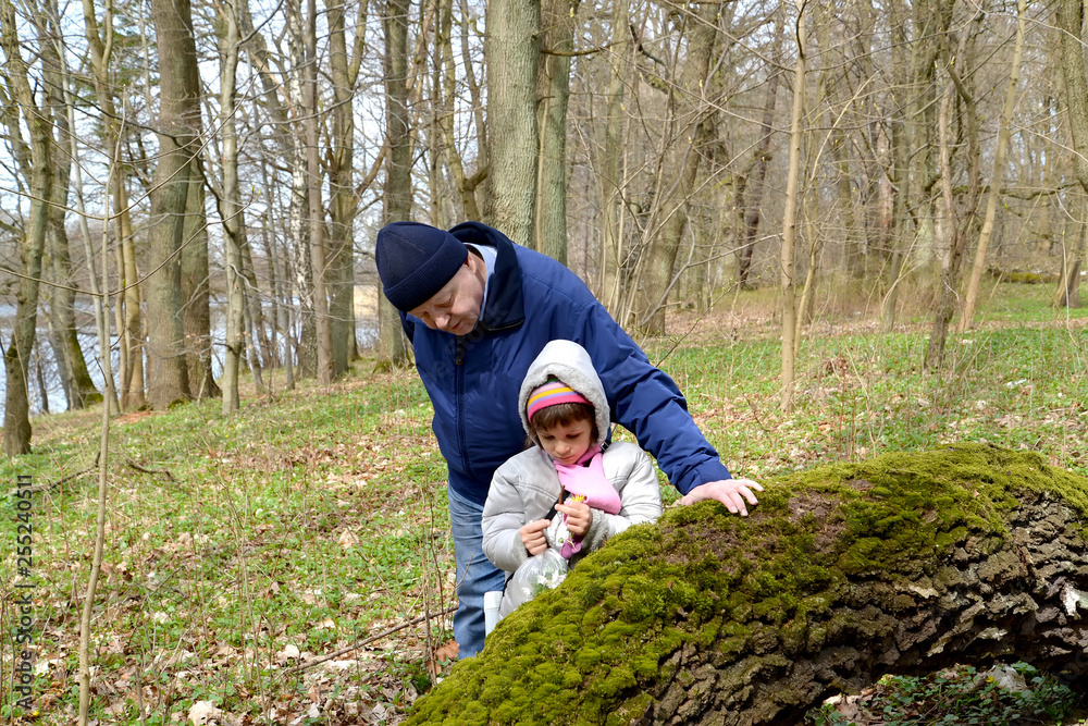 The grandfather and the granddaughter consider the first spring flowers in the forest The grandfather and the granddaughter consider the first spring flowers in the forest