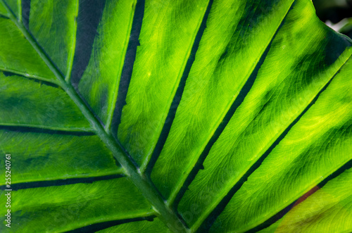 The surface level of huge green textured leaf reflecting sunlight