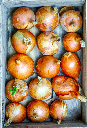 box of onions top view © Hector