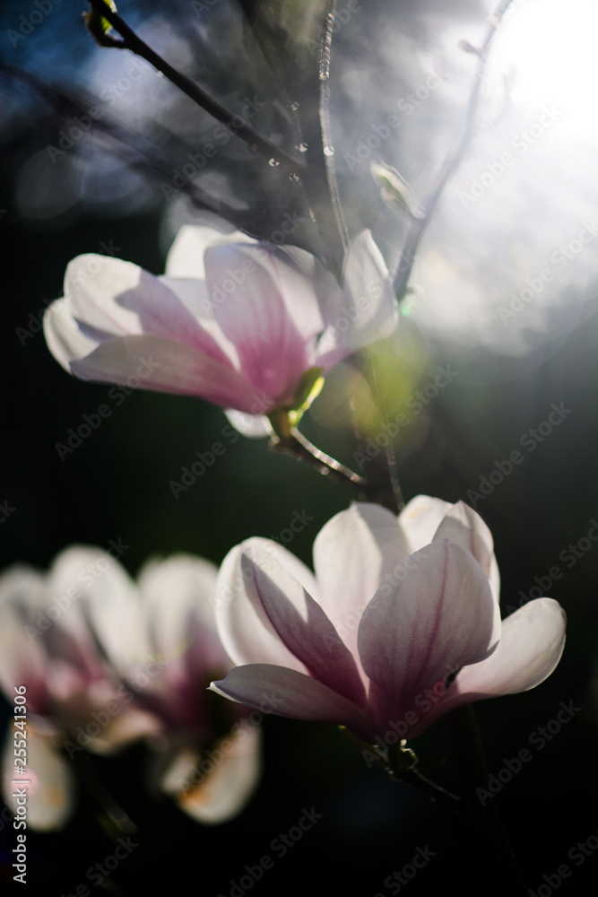 Beautiful flowering, blooming tree - beautiful blossomed magnolia flower branch in spring Beautiful flowering, blooming tree - beautiful blossomed magnolia flower branch in spring