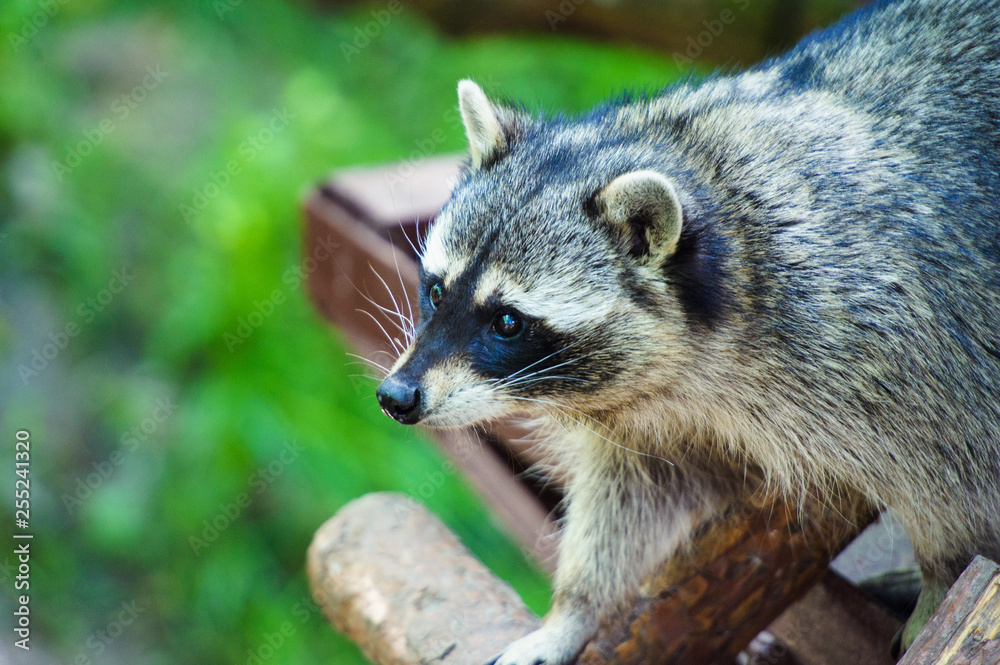 Curious Raccoon (Procyon lotor), also known as the North American raccoon.