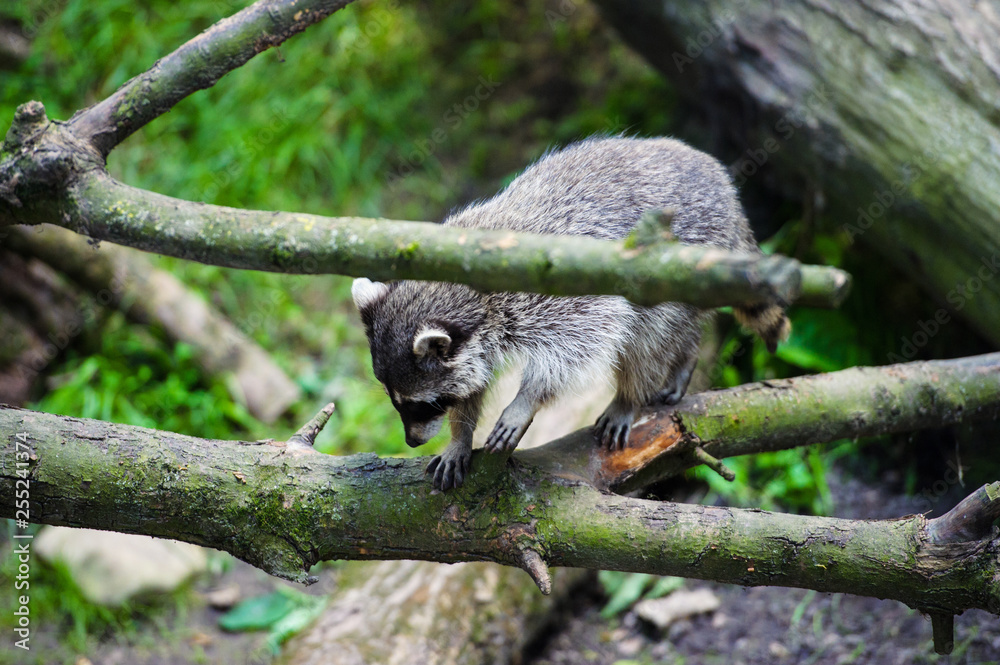 Curious Raccoon (Procyon lotor), also known as the North American raccoon. Curious Raccoon (Procyon lotor), also known as the North American raccoon.