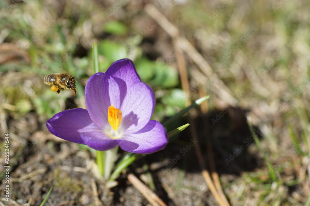 Makroaufnahme einer Biene im Anflug auf einen lila Krokus Makroaufnahme einer Biene im Anflug auf einen lila Krokus