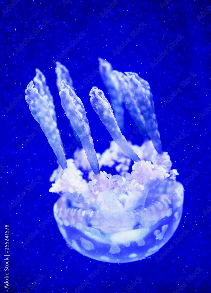 Beautiful jellyfish, medusa in the neon light with the fishes. Underwater life in ocean jellyfish. exciting and cosmic sight Beautiful jellyfish, medusa in the neon light with the fishes. Underwater life in ocean jellyfish. exciting and cosmic sight
