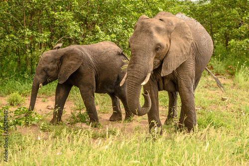 Wild african elephant close up  Botswana  Africa