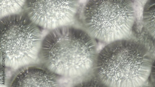 Spangles shine through colorless hydrogel balls, rotation