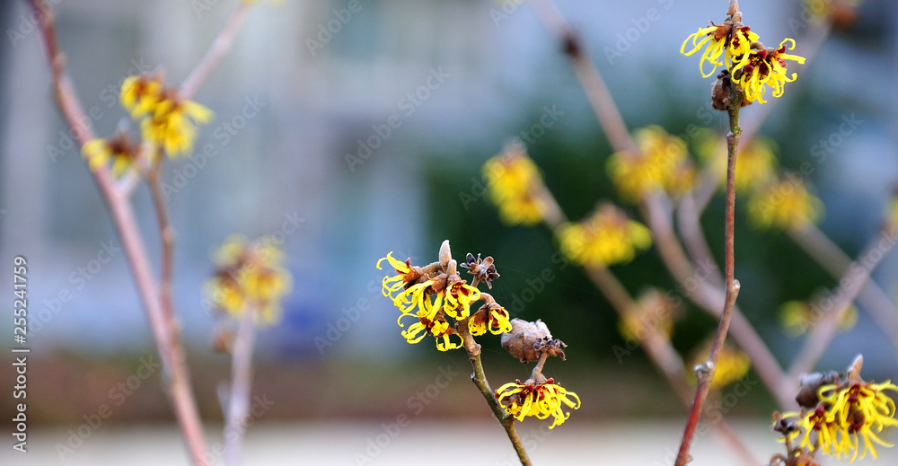 yellow blossoms of a witch hazel