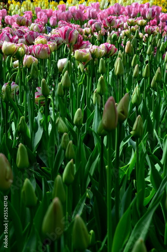 spring tulips blossom