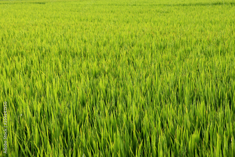 Rice fields near Hoi An - Vietnam Asia