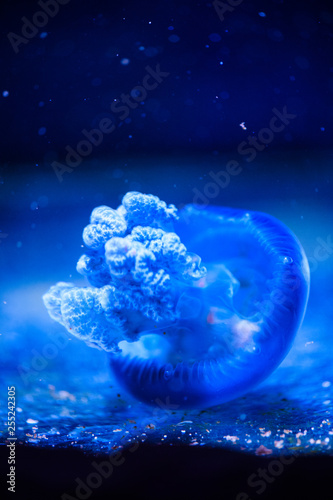 Beautiful jellyfish, medusa in the neon light with the fishes. Underwater life in ocean jellyfish. exciting and cosmic sight