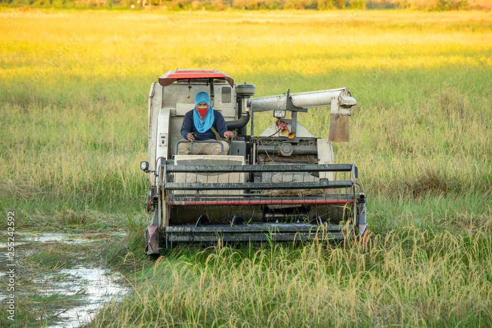 Fototapeta premium NAKHON PHANOM, THAILAND - NOV 18, 2018 : Harvester machine working harvesting rice in the field.