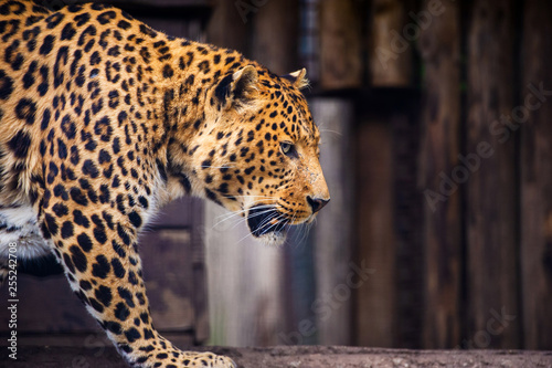 Portrait of a beautiful leopard