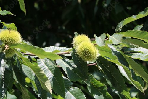 Chestnuts on the tree in Italy