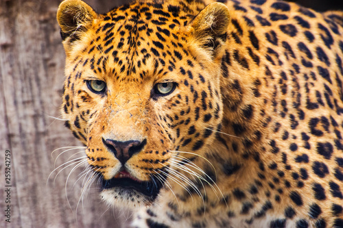Portrait of a beautiful leopard © The Len