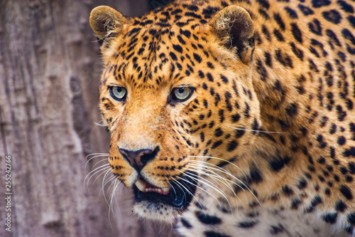 Portrait of a beautiful leopard © The Len