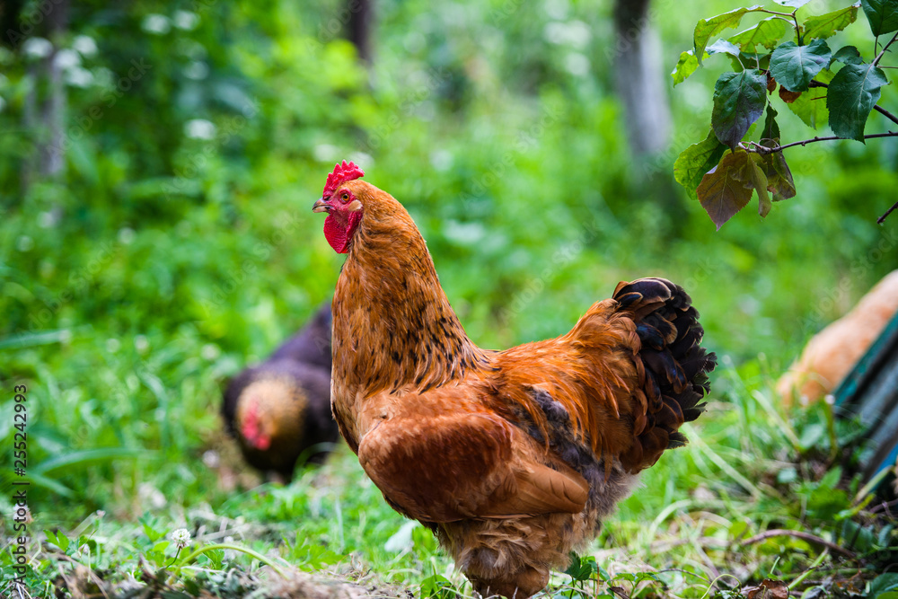 Fototapeta premium Red Rooster. Cock, rustic rural picture in sunny day.