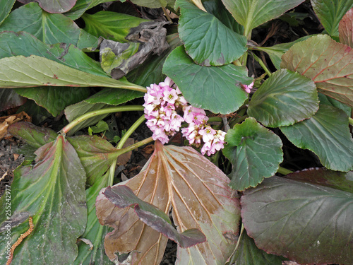 Spring in Botanical garden,Zagreb,Croatia,Europe,Bergenia ciliata,,25