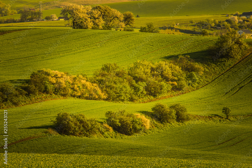 Fototapeta premium Moravian Tuscany in spring