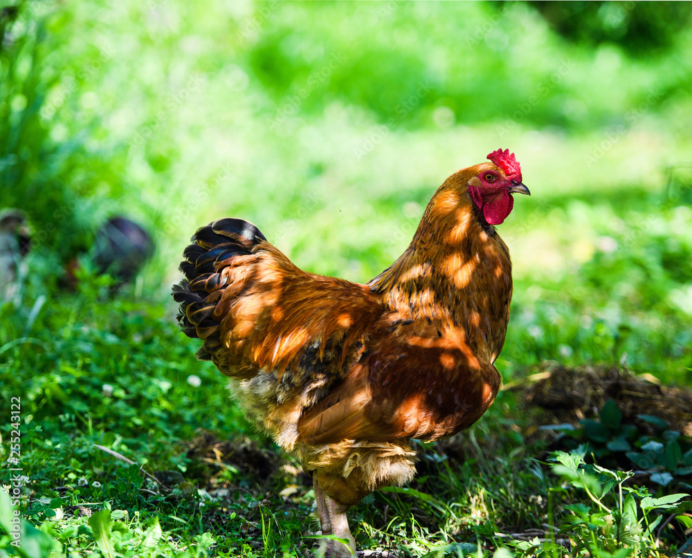 Fototapeta premium chicken on a farm