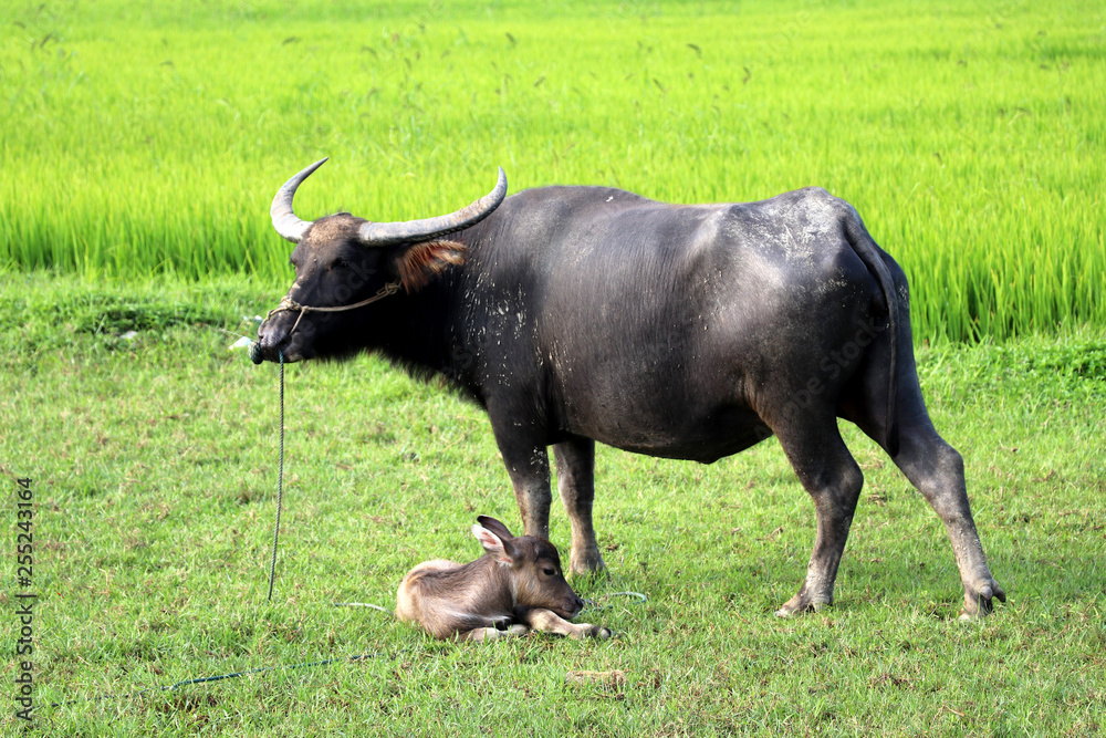 Rice fields near Hoi An with water buffalo - Vietnam Asia Rice fields near Hoi An with water buffalo - Vietnam Asia