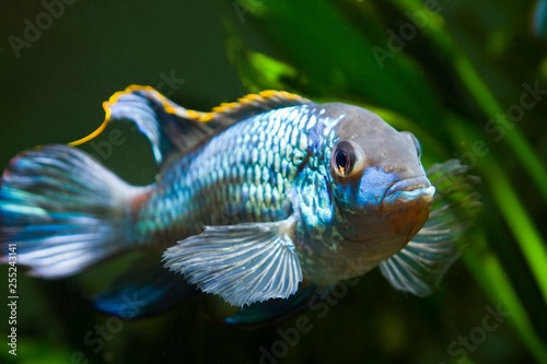 freshwater spectacular and powerful male Nannacara anomala neon blue cichlid showing its spawning behaviour