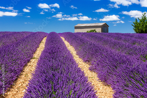 Provence, France. Valensole plateau.