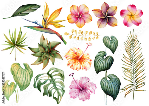 Set of tropical plants, flowers and leaves. Watercolor