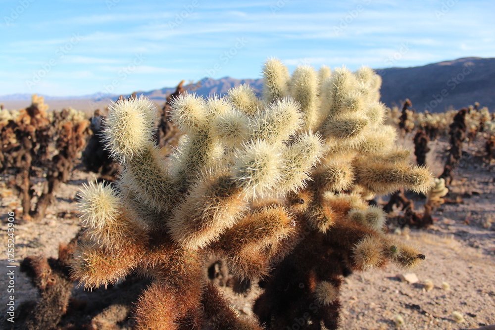 Obraz premium Joshua tree 