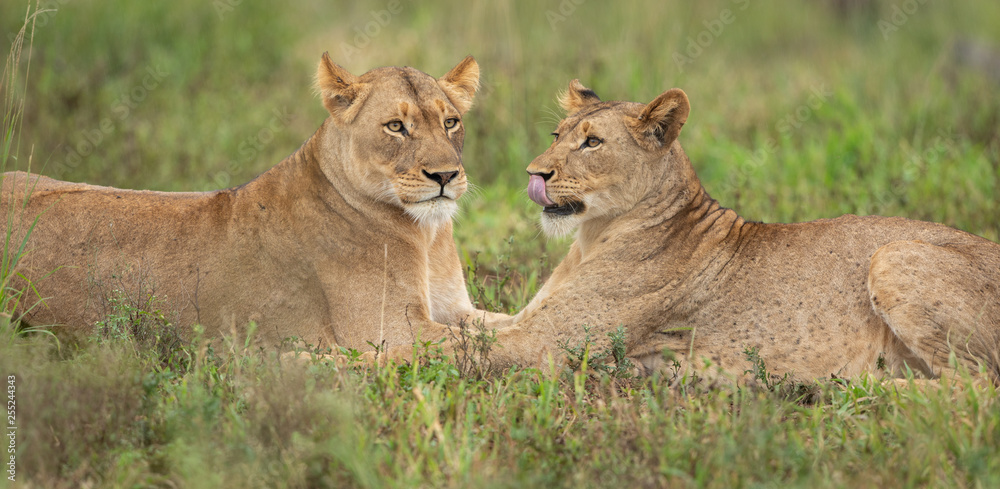 Naklejka premium Lionesses in the wild