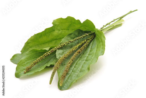 Fotografi Green leaf of plantain.