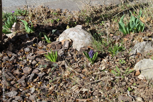 Trento - Trentino e i suoi fiori 