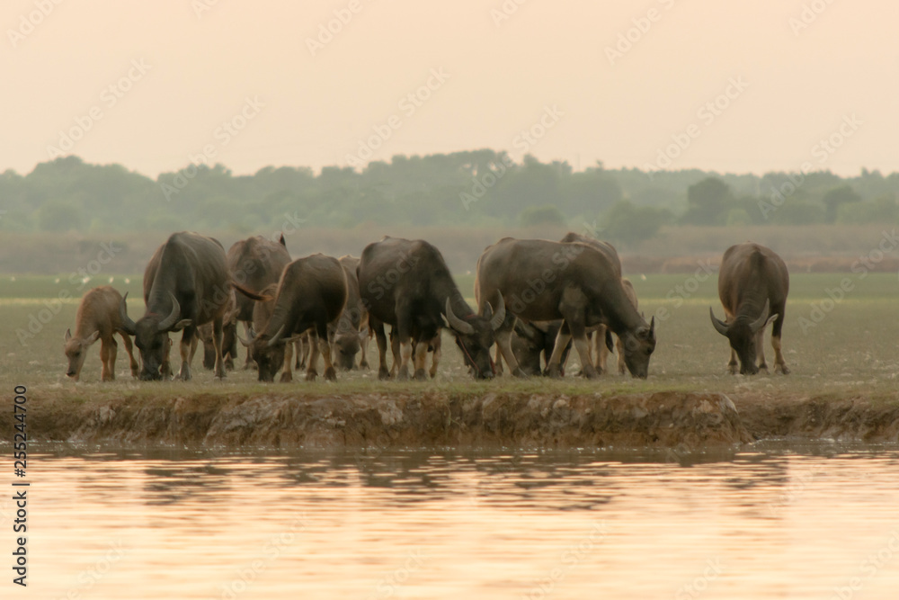 Fototapeta premium swamp buffalo in peat swamp around lagoon