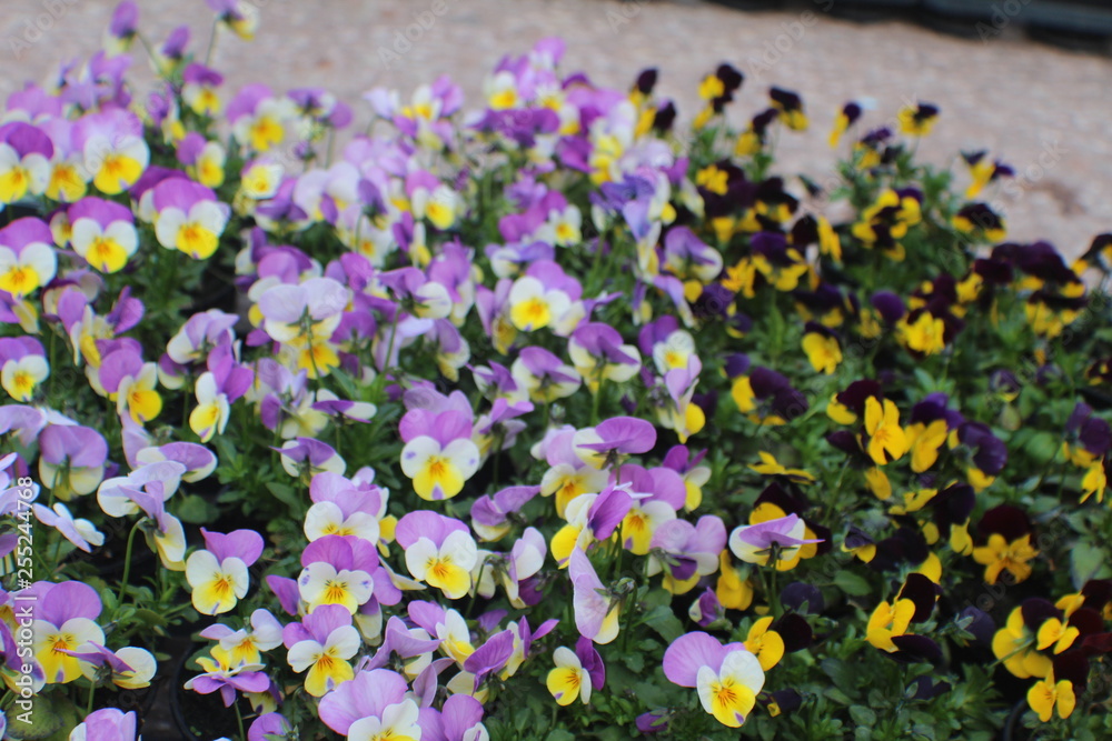 Naklejka premium Trento - Trentino e i suoi fiori 