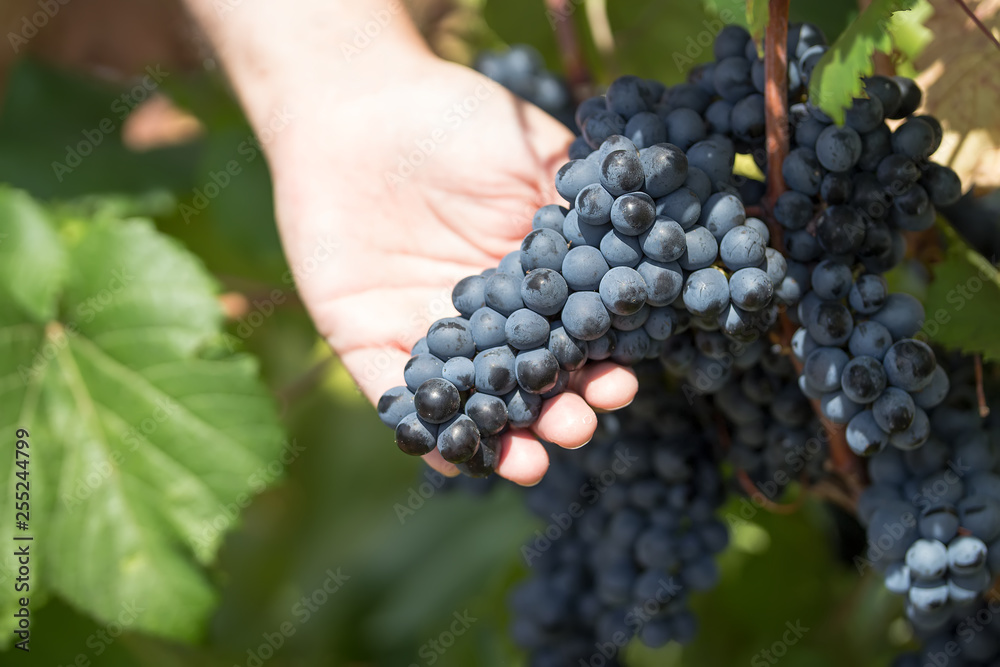 Grapes harvest. Farmers hands with freshly harvested black grapes. vineyard in Puglia, is in southern Italy, particularly Manduria