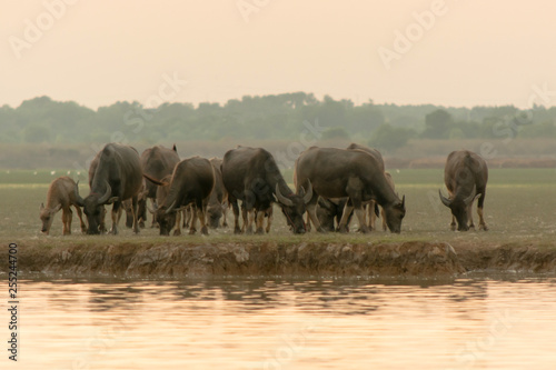 swamp buffalo in peat swamp around lagoon © Achira22