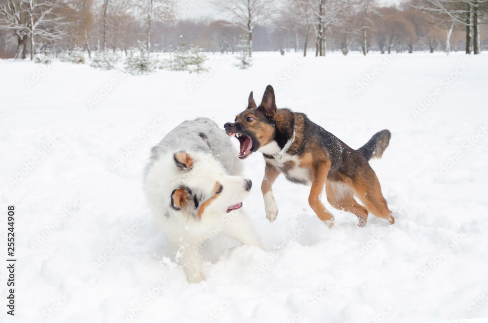 The Australian shepherd.  Dogs play with each other. Walking outdoors in the winter.  How to protect your pet from hypothermia. 