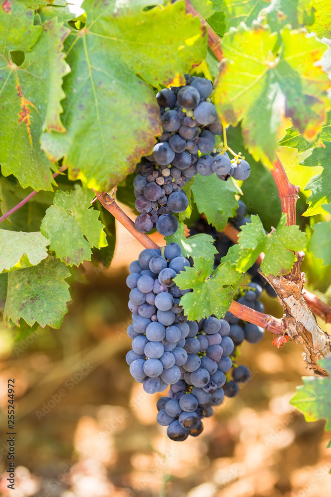 Grapes harvest in vineyard in Manduria, in Puglia, region of southern Italy