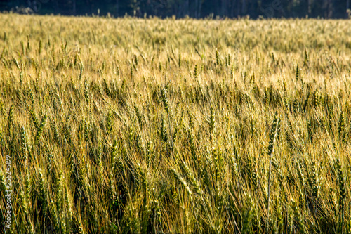 Background of wheat field in summer day.