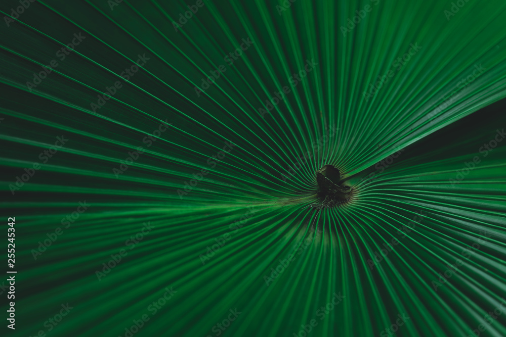 Obraz premium Green leaves pattern background. Fiji Fan Palm, White Elephant Palm, White Backed Palm or Kerriodoxa elegans. Green leaves color tone dark background.