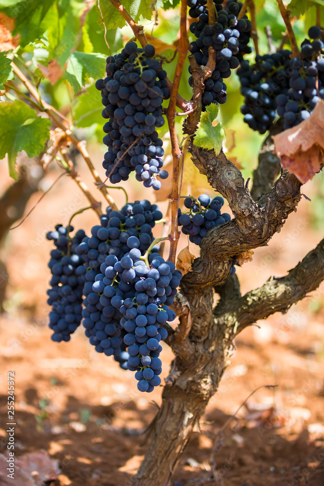 Grapes harvest in vineyard in Manduria, in Puglia, region of southern Italy
