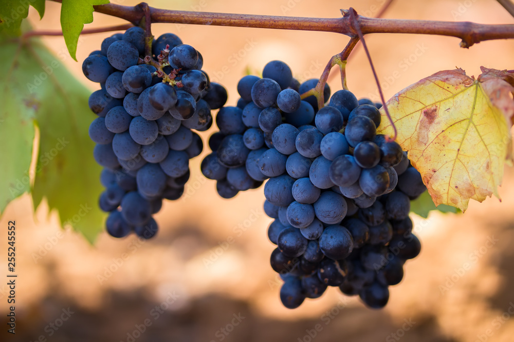 Φωτογραφία Ripe purple grapes with leaves in natural condition, the vineyard of Puglia of P