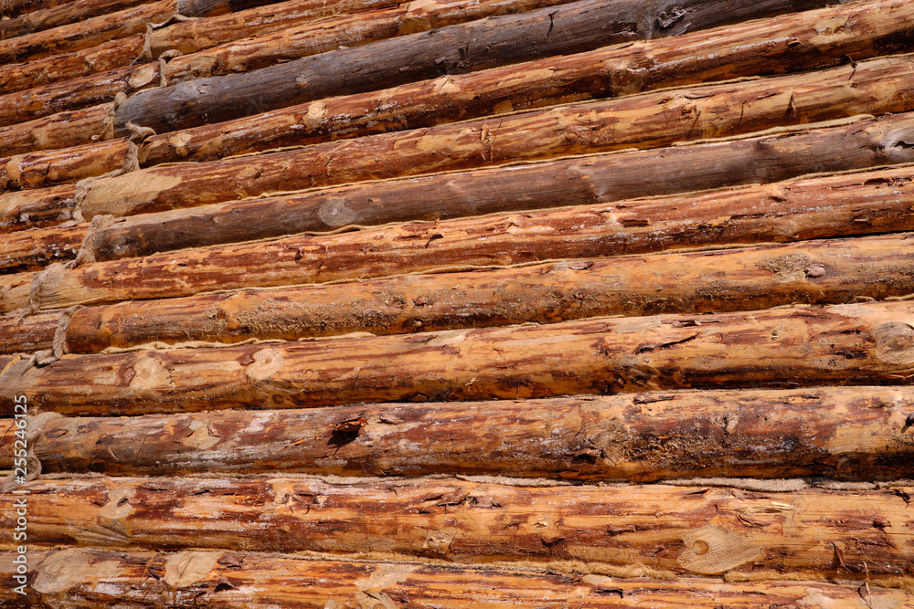Obraz premium New wooden blockhouse. Construction of a house or dwelling. Walls of round treated pine trunks. The angle of the structure. The method of laying