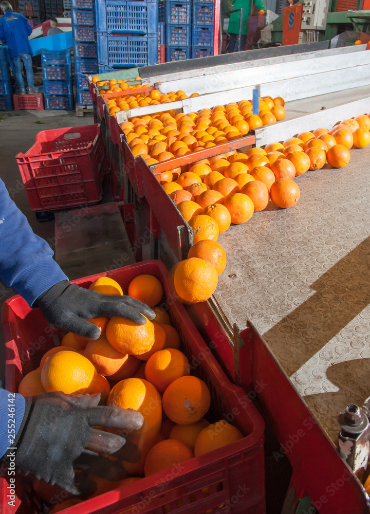Citrus fruits processing: manual packaging of tarocco fruits after the calibrating process 