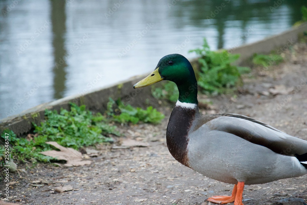 Male mallard duck standing on footpath near river Male mallard duck standing on footpath near river