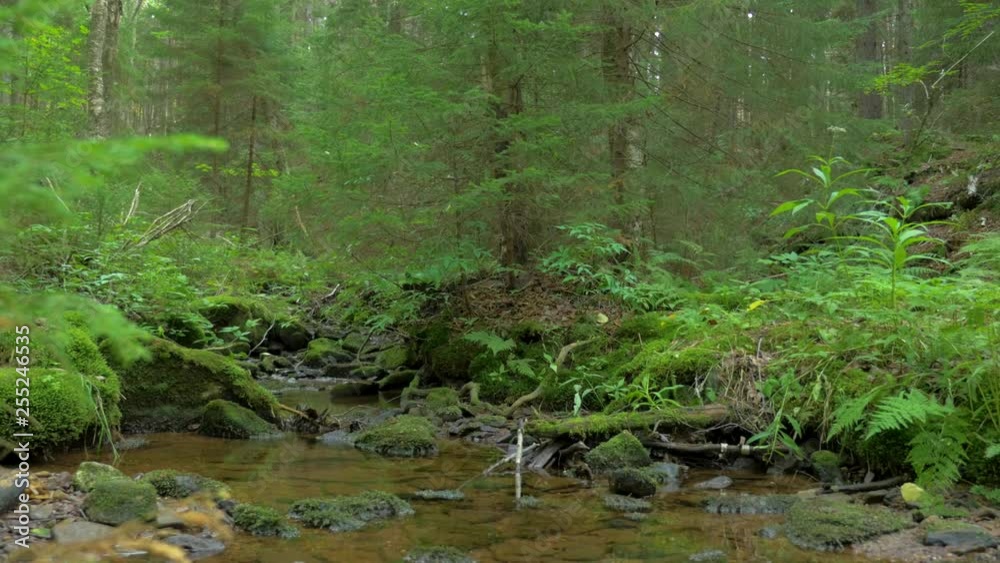 250 Nature vegetation forest trees and creek 250 Nature vegetation forest trees and creek